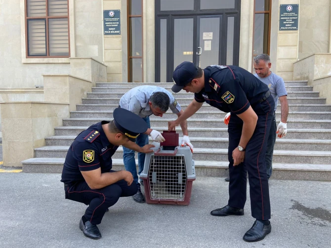 Polis Murad Arifin bağ evində aşkarlanan ayı balası ilə bağlı məlumat yayıb - FOTO/VİDEO