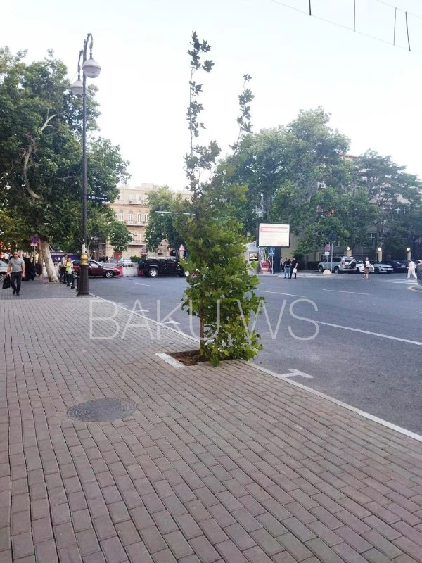 Bakının mərkəzində qanunsuz parkinqin yerində ağac əkildi - FOTO