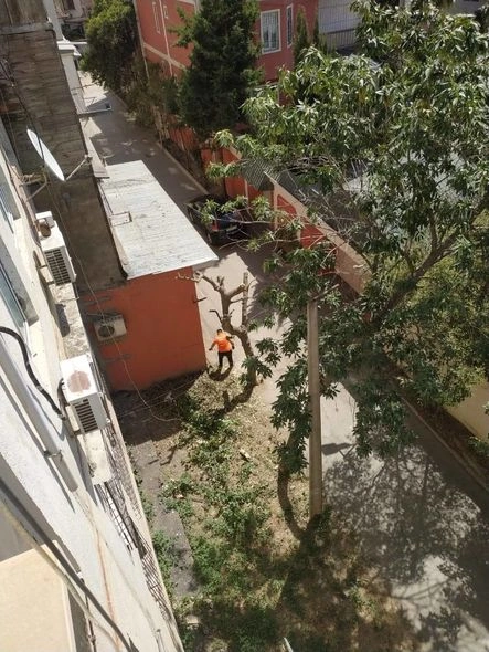 Bakıda yaşayış binasının qarşısındakı ağac kəsilib - FOTO