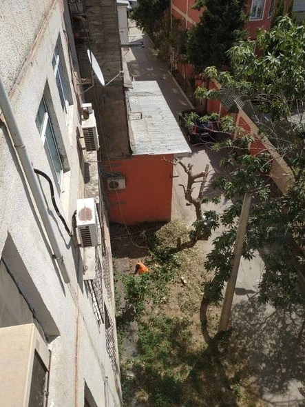 Bakıda yaşayış binasının qarşısındakı ağac kəsilib - FOTO
