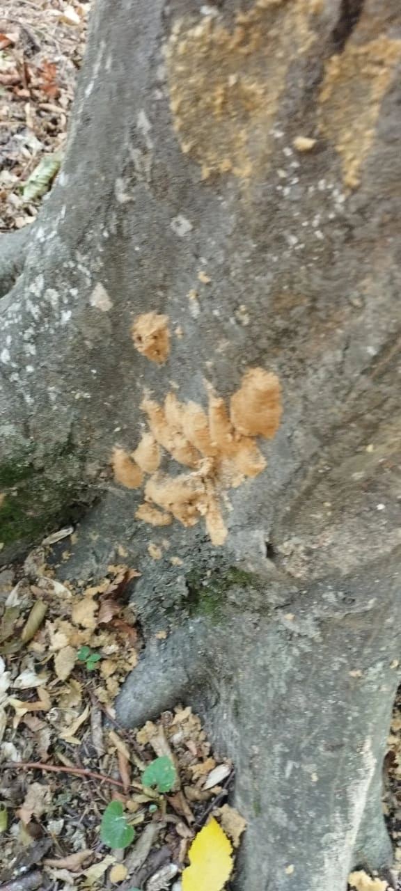 Xaçmazda ağaclar tələf olur - Sakinlər ayağa qalxdı - FOTO