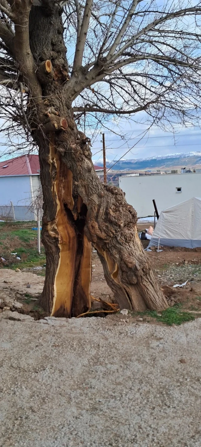 Kahramanmaraşda zəlzələdən sonra ağac ikiyə yarıldı - FOTO