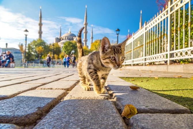 Türkiyə haqqında heç vaxt eşitmədiyiniz MARAQLI MƏLUMATLAR - FOTO