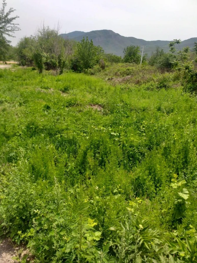 Zəngilanda yabanı halda bitən çətənə bitkisi yandırılaraq məhv edilib - FOTO
