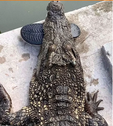 40 timsah 72 yaşlı kişiyə hücum etdi - Qolunu qoparıb uddular - FOTO
