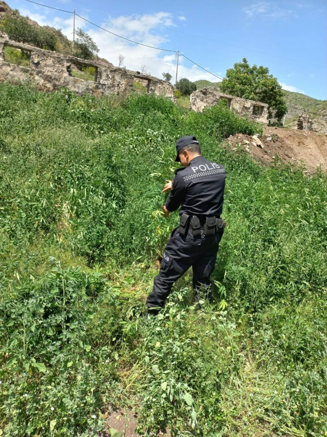 В Лачыне уничтожено свыше тонны дикорастущей конопли - ФОТО