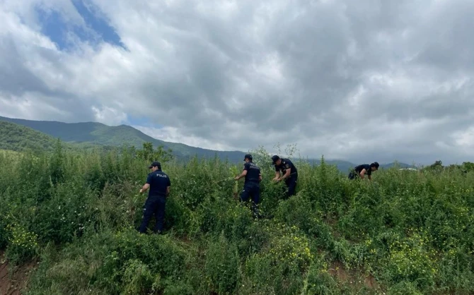 Xocavənddə 1,5 ton narkotik tərkibli bitki məhv edilib - FOTO