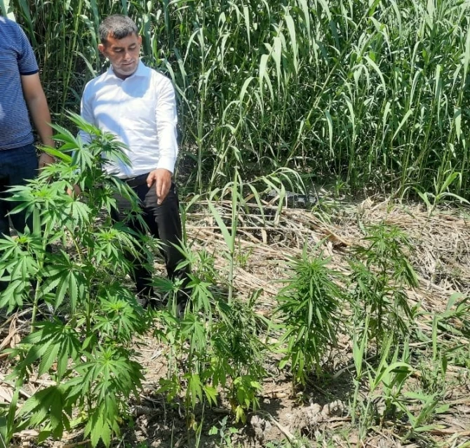 Polisdən əməliyyat: Narkotik yetişdirən şəxs ƏLƏ KEÇDİ - FOTO