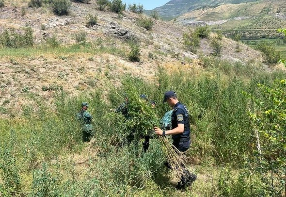 В Зангилане уничтожено свыше 3 тонн дикорастущей конопли - ФОТО