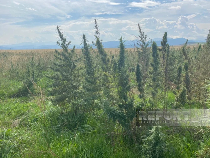 Xocalıda narkotik transplantasiyası aşkarlanıb - FOTO
