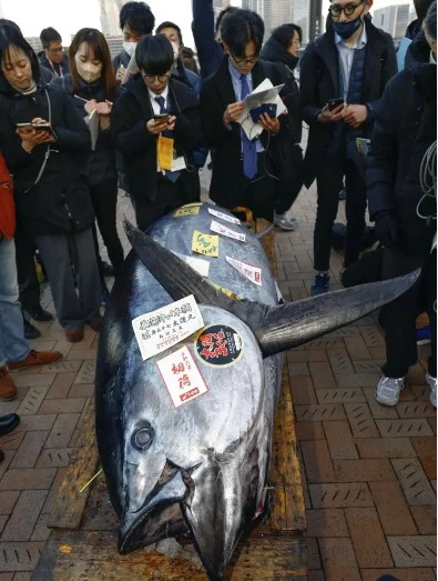 227 kiloluq nəhəng tuna balığı hərracda 800 min dollara satılıb - FOTO/VİDEO