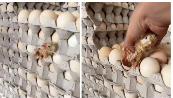 Mağazada satılan yumurtadan cücə çıxdı - FOTO/VİDEO