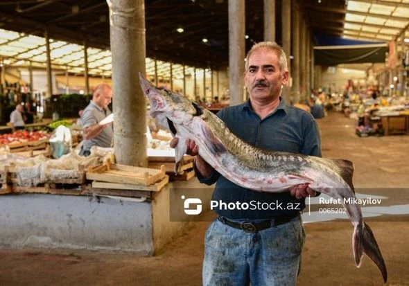 Bu il bazarlarda balıq bol olacaq, qiymət isə... - ARAŞDIRMA + FOTO