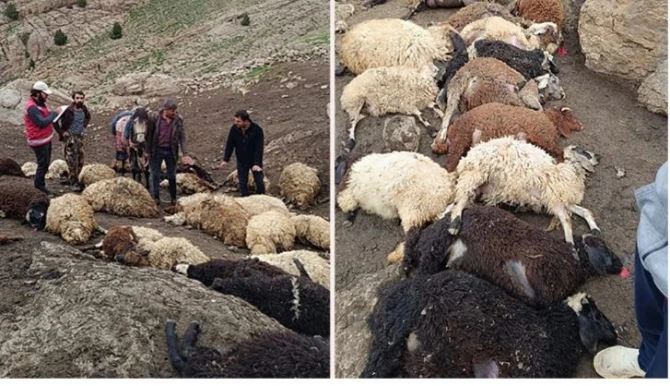 Canavarlar sürüyə hücum etdi - 100 qoyun tələf oldu - FOTO/VİDEO