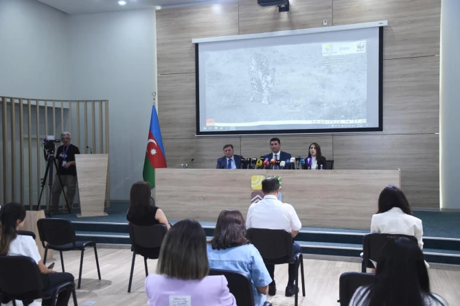 Qarabağ və Kəlbəcərdə bəbir görülüb - FOTO