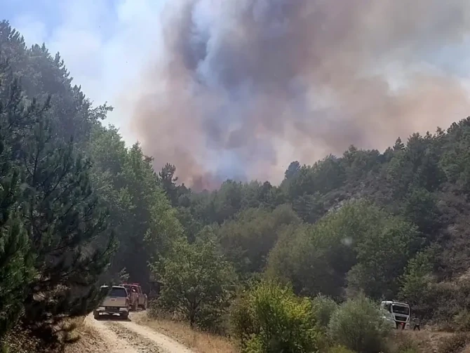Türkiyənin daha bir vilayətində meşə yanğınları nəzarətə götürülüb