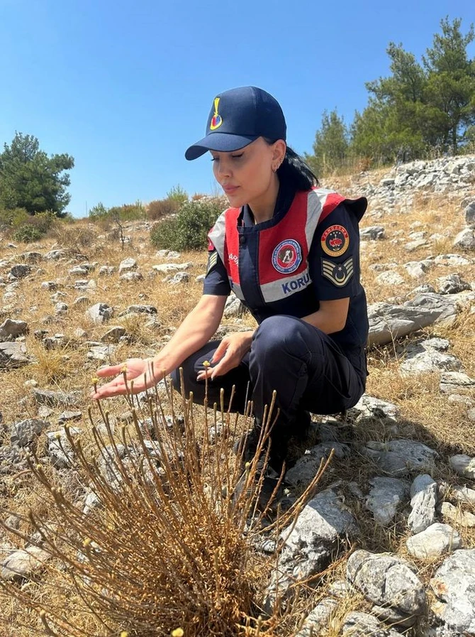 Bu bitkini qoparan 387 min cərimələnir...