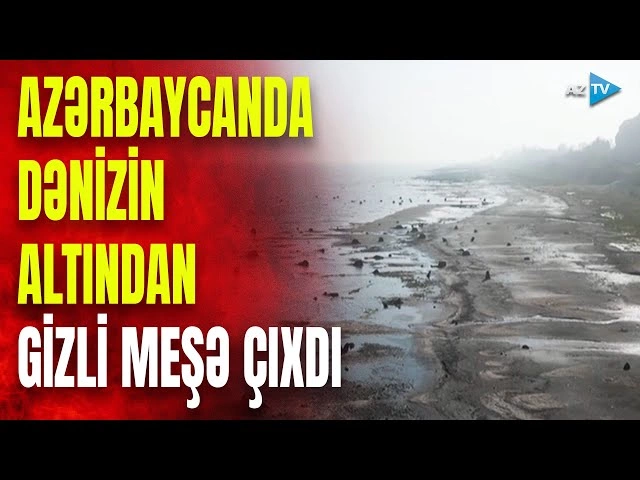 Xəzər çəkildikcə MİSTİK TAPINTILAR çoxalır: Qədim meşənin qalıqları aşkar edilib