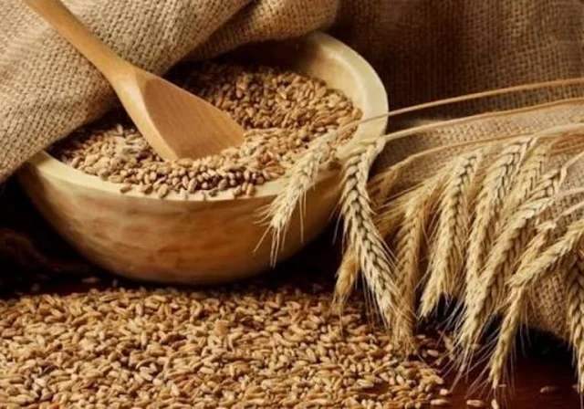 Buğda istehsalında yeni subsidiya mexanizmi nəyi dəyişəcək?