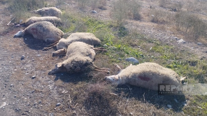 Kürdəmirdə mikroavtobus heyvan sürüsünə çırpılıb: 10 baş qoyun tələf olub Kürdəmirdə mikroavtobus heyvan sürüsünə çırpılıb: 10 baş qoyun tələf olub