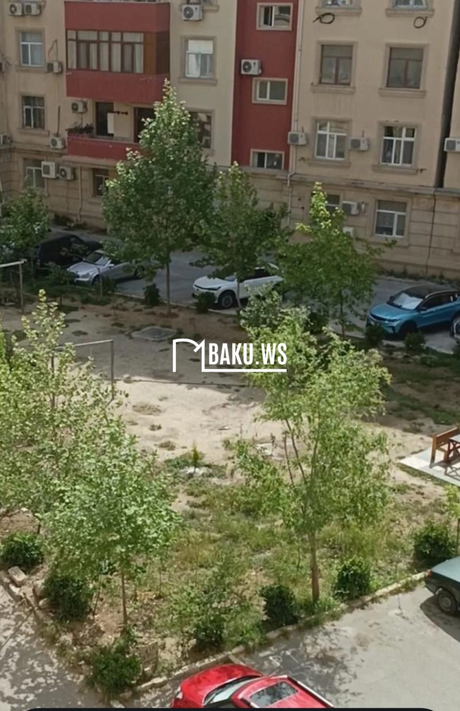 Bakıda 10 metrlik ağac bir gecədə 