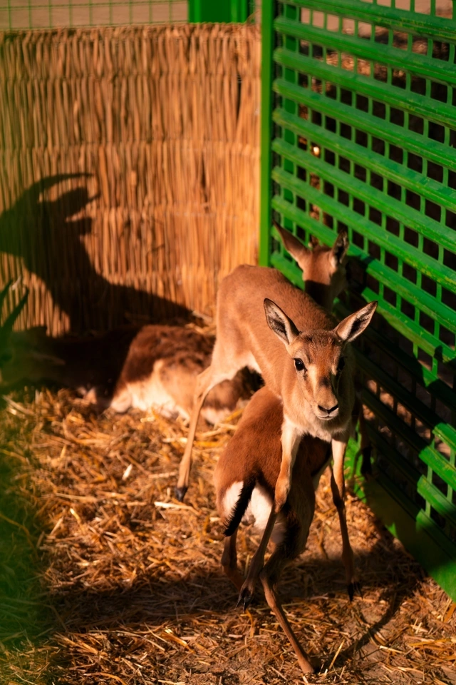 Leyla Əliyeva və Arzu Əliyeva Qaxda Axar-Baxar Milli Parkının açılış mərasimində iştirak ediblər Leyla Əliyeva və Arzu Əliyeva Qaxda Axar-Baxar Milli Parkının açılış mərasimində iştirak ediblər