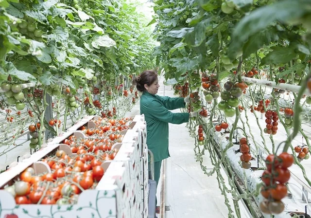 Kənd təsərrüfatı məhsulları təhlükədə - Qiymətlərə təsiri olacaqmı?