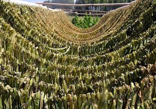 Siqaret bazarında səssiz inqilab: Yerli məhsullar idxalı sıxışdırır