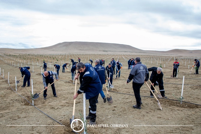 Baku Steel Company ətraf mühitin mühafizəsinə töhfəsini gücləndirir: təxminən 3000 ağac əkilib Baku Steel Company ətraf mühitin mühafizəsinə töhfəsini gücləndirir: təxminən 3000 ağac əkilib