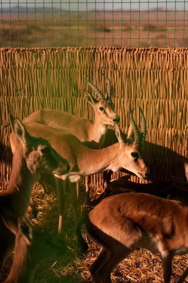 Leyla Əliyeva və Arzu Əliyeva Qaxda Axar-Baxar Milli Parkının açılış mərasimində iştirak ediblər Leyla Əliyeva və Arzu Əliyeva Qaxda Axar-Baxar Milli Parkının açılış mərasimində iştirak ediblər