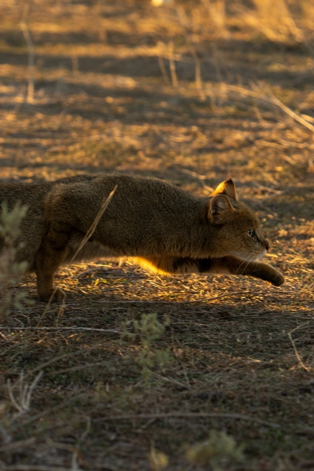 Leyla Əliyeva və Arzu Əliyeva Qaxda Axar-Baxar Milli Parkının açılış mərasimində iştirak ediblər Leyla Əliyeva və Arzu Əliyeva Qaxda Axar-Baxar Milli Parkının açılış mərasimində iştirak ediblər