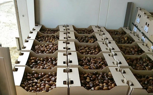 Şabalıd generala baha başa gəldi: Lüks maşınları da əlindən çıxdı