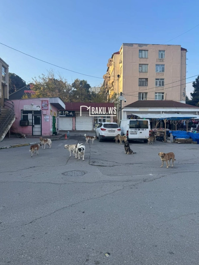 Məktəbin qarşısındakı 11 küçə iti QORXU YAŞATDI