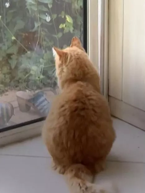 Dünyada BİR İLK! Pişiyin məhkəməsi oldu - Ona cəza verildi