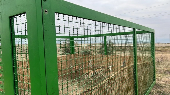 Cəbrayıla yeddi baş ceyran buraxılıb