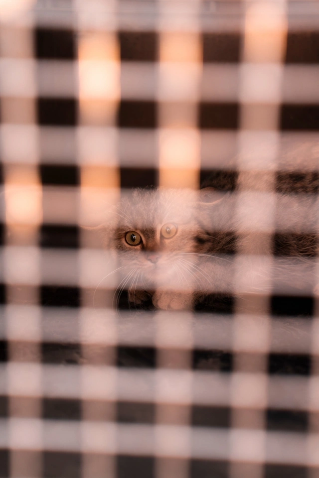 Leyla Əliyeva və Arzu Əliyeva Qaxda Axar-Baxar Milli Parkının açılış mərasimində iştirak ediblər Leyla Əliyeva və Arzu Əliyeva Qaxda Axar-Baxar Milli Parkının açılış mərasimində iştirak ediblər