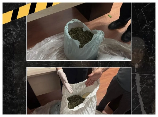 İsmayıllıda meşə ərazisində külli miqdarda narkotik vasitə aşkarlanıb