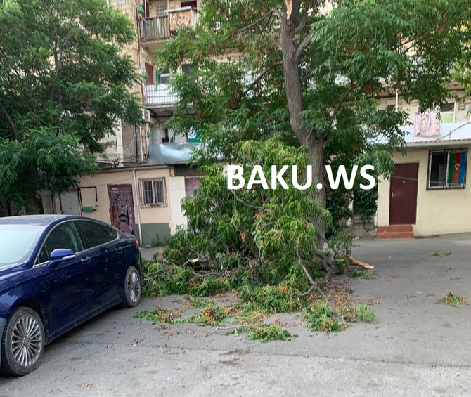 Bakıda külək ağacı yerindən çıxartdı