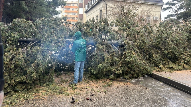 Bakıda ağac maşının üzərinə aşdı
