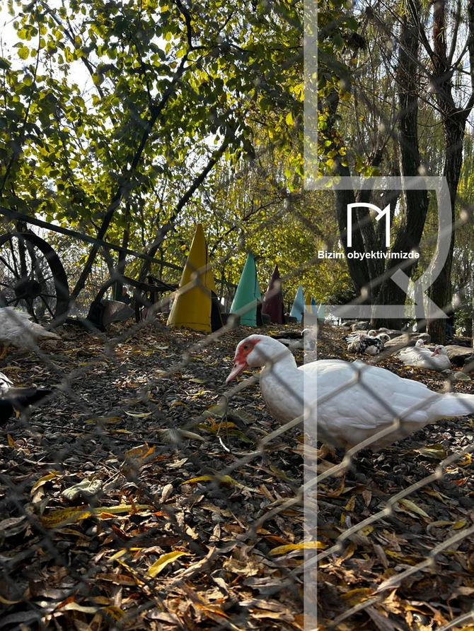 Halvaçılığdan ipəkçiliyə, tarixin rəngli pəncərələrinə - Şəki SƏFƏRİ