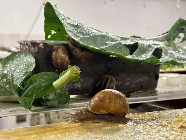 Kəşf etdiyi heyvan həyatını dəyişdi - 3000 avro qazanır