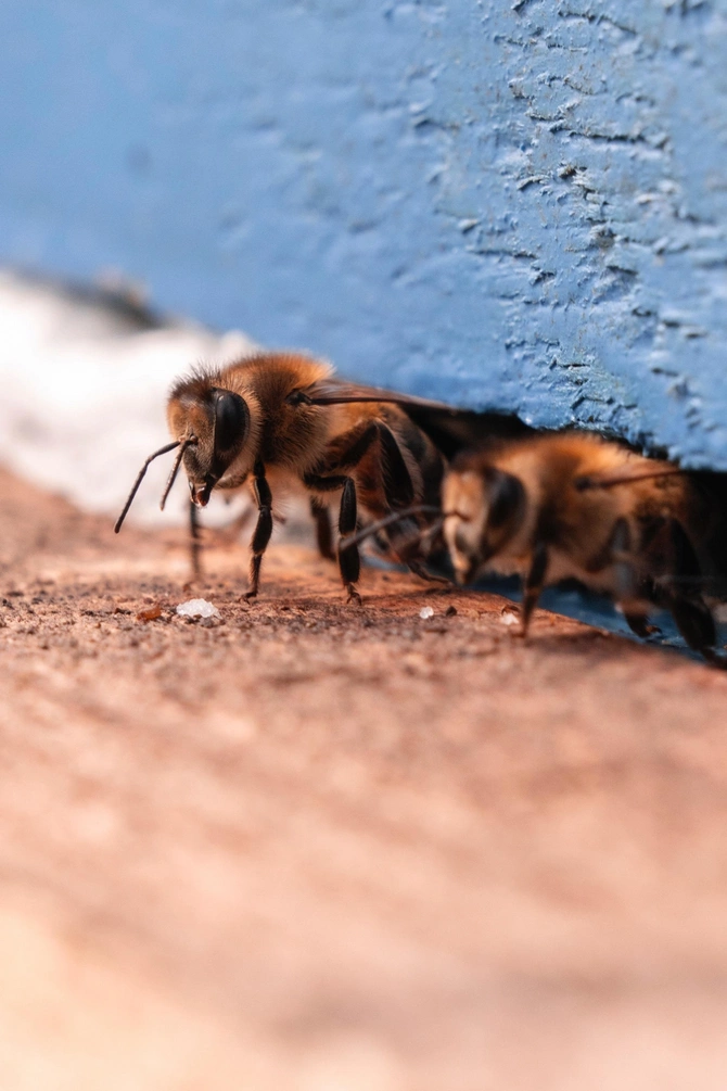Leyla Əliyeva Qəbələdə "Gənc arıçı" layihəsinin iştirakçısı ilə görüşüb Leyla Əliyeva Qəbələdə "Gənc arıçı" layihəsinin iştirakçısı ilə görüşüb