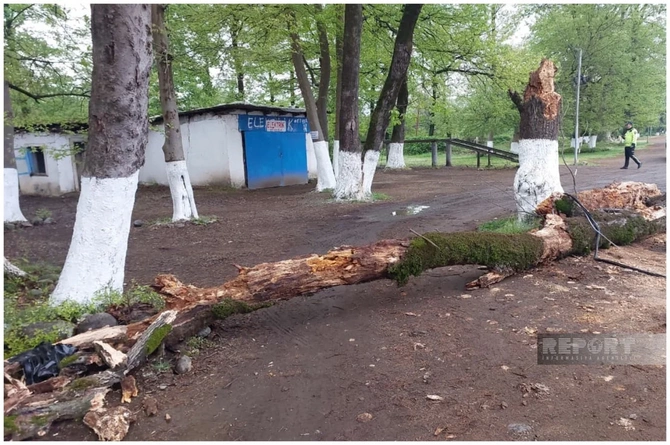 Lənkəranda ağac avtomobilin üzərinə aşıb, qayınana və gəlin xəsarət alıb