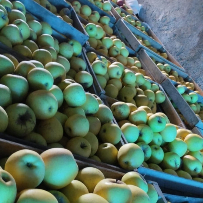 В партии яблок для экспорта в Турцию обнаружено превышение пестицидов В партии яблок для экспорта в Турцию обнаружено превышение пестицидов