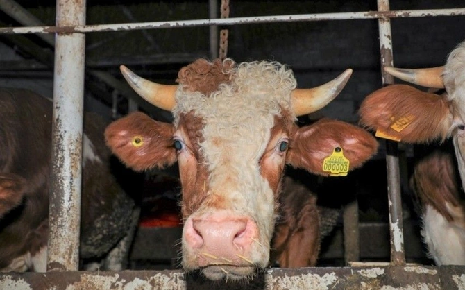 Çobanlar yarım milyonluq cinayətə görə - Həbs edildi