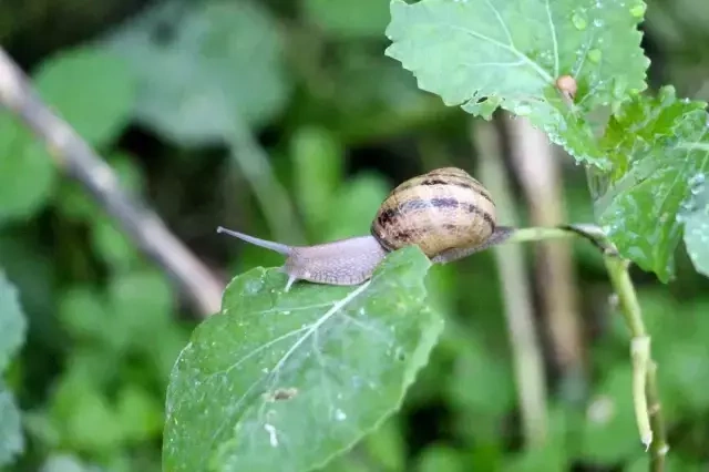 Kəşf etdiyi heyvan həyatını dəyişdi - 3000 avro qazanır