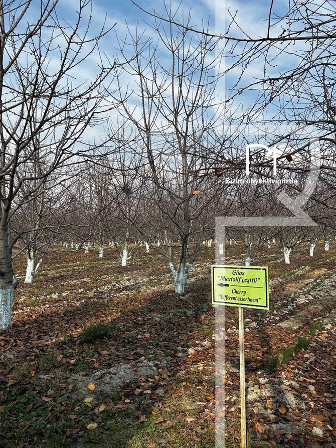 Halvaçılığdan ipəkçiliyə, tarixin rəngli pəncərələrinə - Şəki SƏFƏRİ