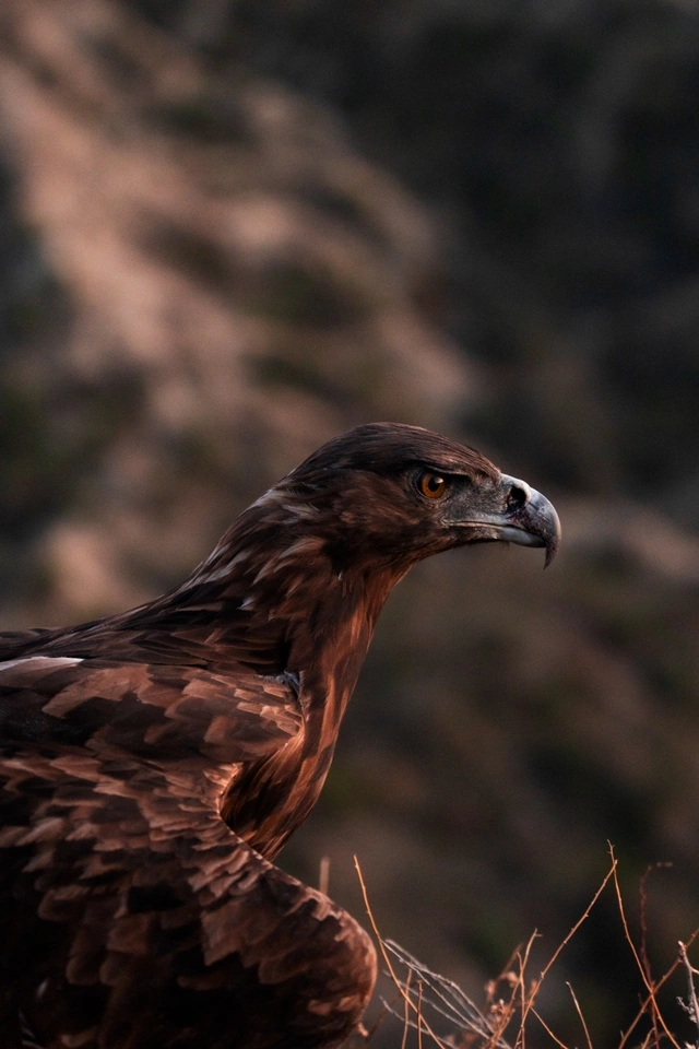 Leyla Əliyeva və Arzu Əliyeva Qaxda Axar-Baxar Milli Parkının açılış mərasimində iştirak ediblər Leyla Əliyeva və Arzu Əliyeva Qaxda Axar-Baxar Milli Parkının açılış mərasimində iştirak ediblər