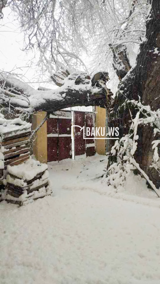 Güclü qar ağacı evin qapısına aşırdı - Sakinlər çətin vəziyyətdə qaldı