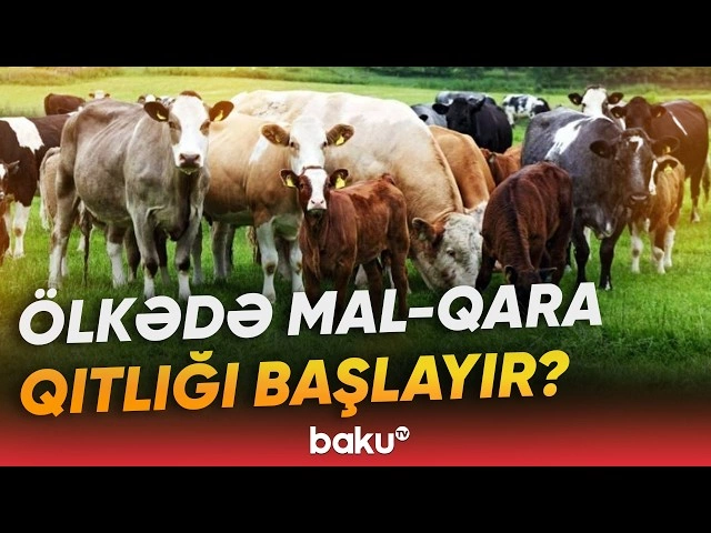 Ət bazarında bahalaşma riski: Heyvanların sayı sürətlə azalır
